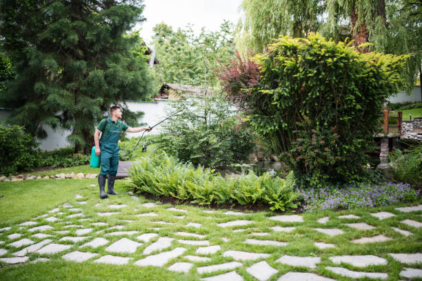 Best Termite Control Services  in Upper Lake, CA
