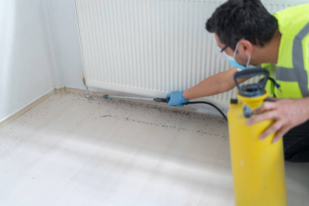 Best Local Pest Control Services  in Upper Lake, CA
